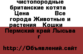 чистопородные британские котята › Цена ­ 10 000 - Все города Животные и растения » Кошки   . Пермский край,Лысьва г.